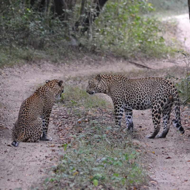 leopard - sri lanka
